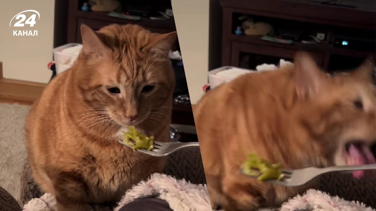 Рыжий кот прославился из-за курьезной реакции на еду - смешное видео Рыжий кот прославился из-за курьезной реакции на еду - смешное видео