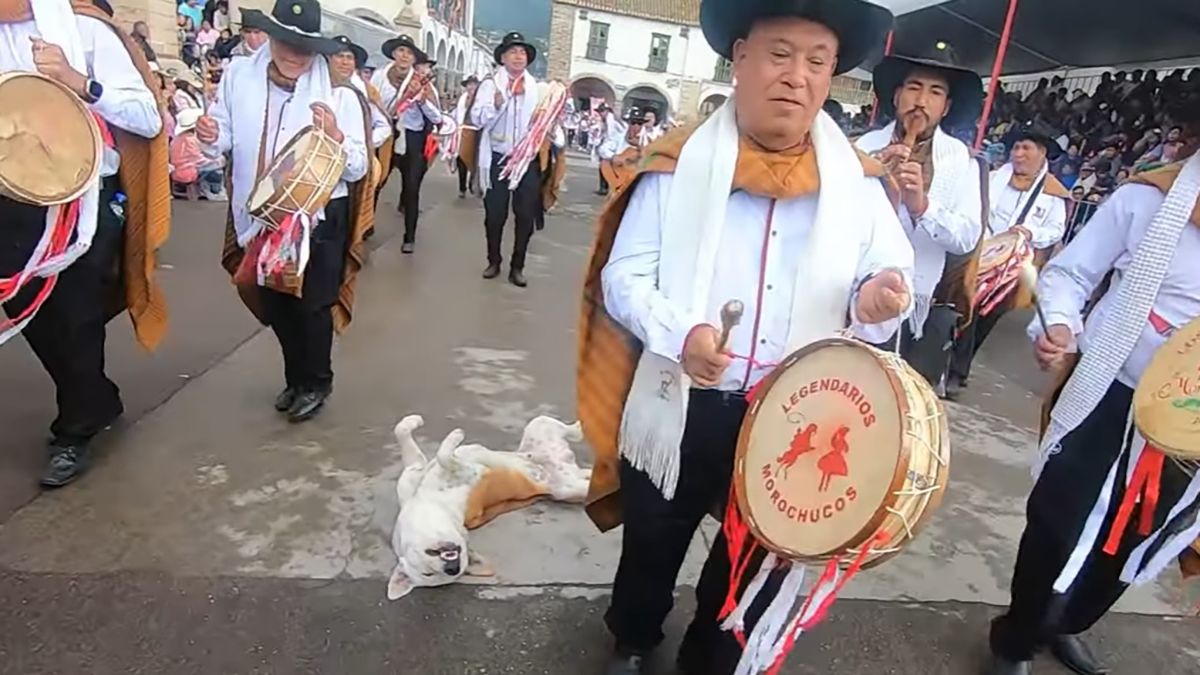 У Перу собака заснула посеред дороги на фестивалі - курйозне відео У Перу собака заснула посеред дороги на фестивалі - курйозне відео
