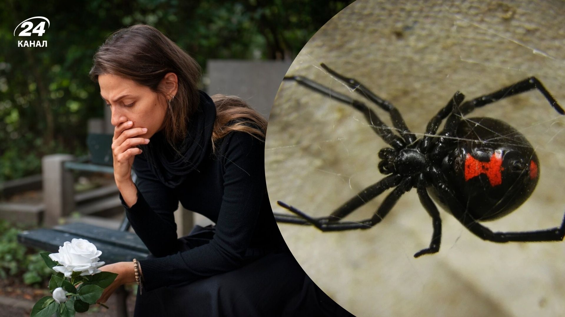 Почему женщин называют "черными вдовами" Почему женщин называют "черными вдовами"