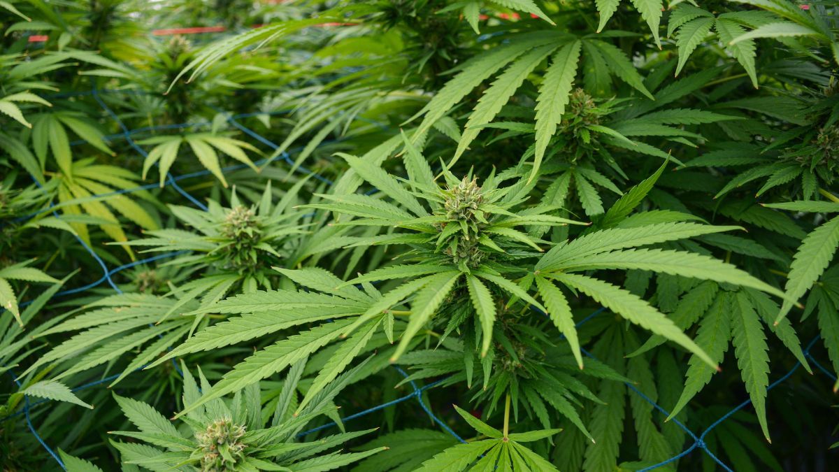 Нова система "єКоноплі" Нова система "єКоноплі"