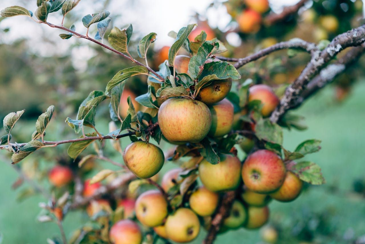 Яблука на гілці в саду