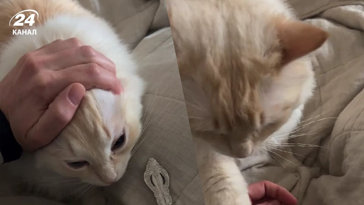 Жінка поділилася відео, де її кіт намагається вкрасти сніданок