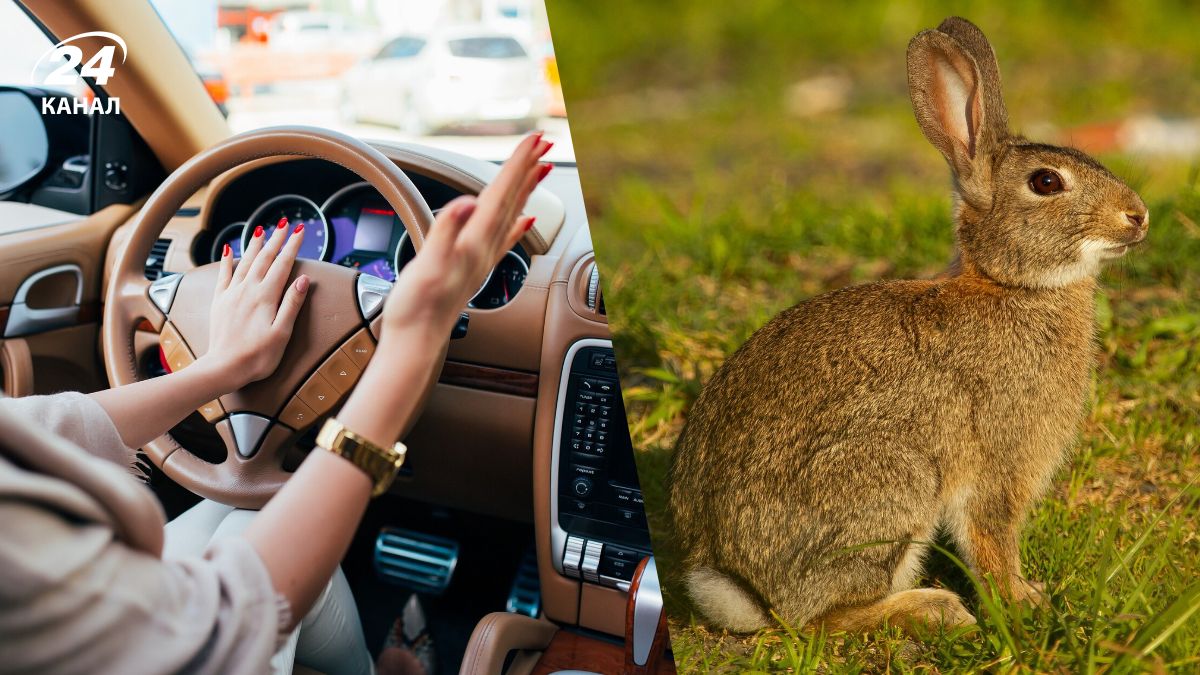 При чем тут стоп-сигнал При чем тут стоп-сигнал