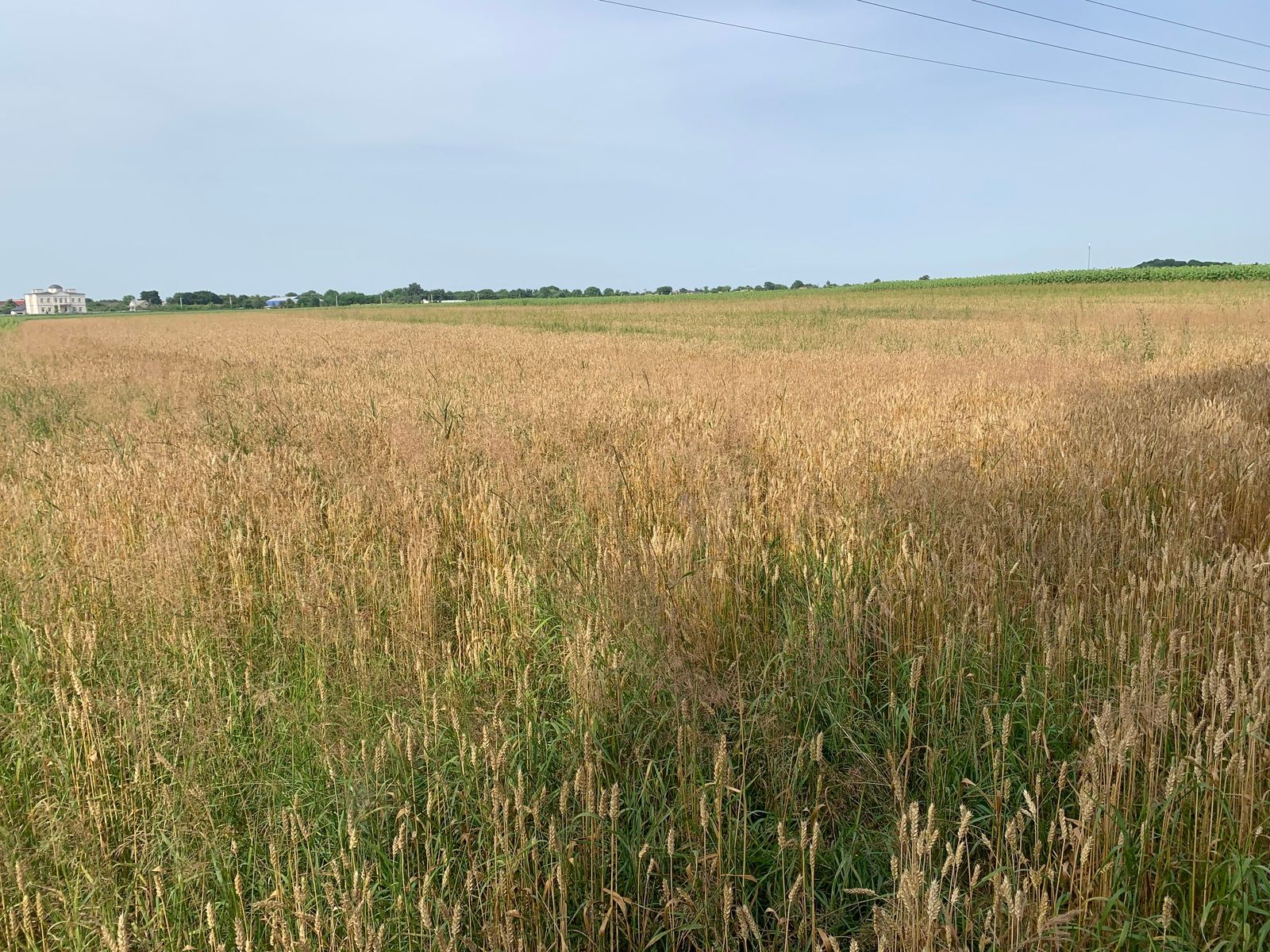 Что будет с неоформленным участком Что будет с неоформленным участком