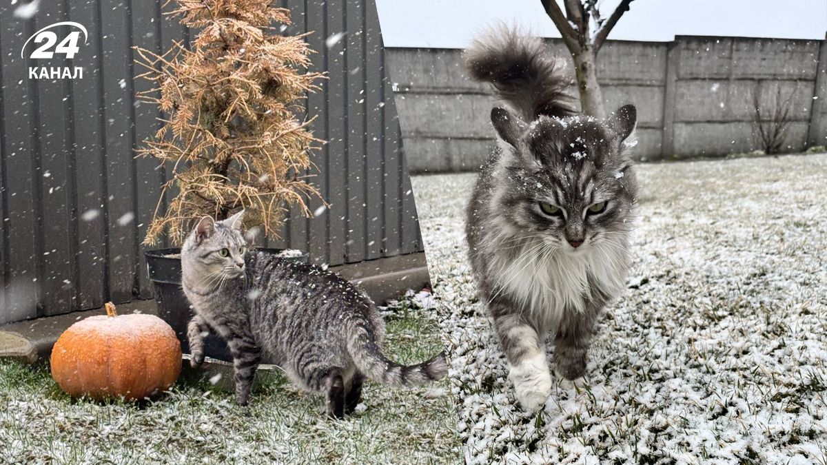 Львів засипало снігом Львів засипало снігом