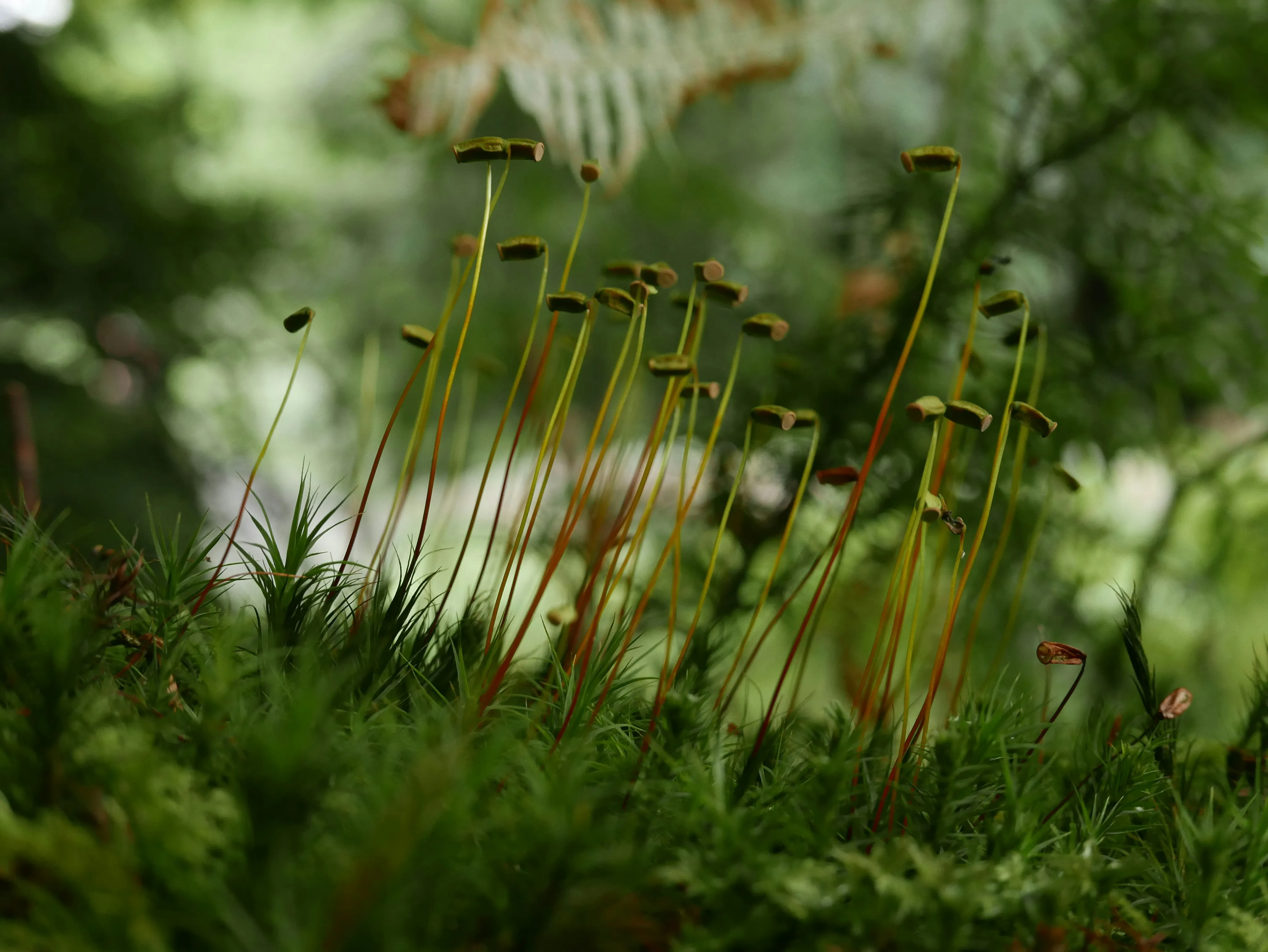Чим загрожує вирубка лісів Амазонії Чим загрожує вирубка лісів Амазонії