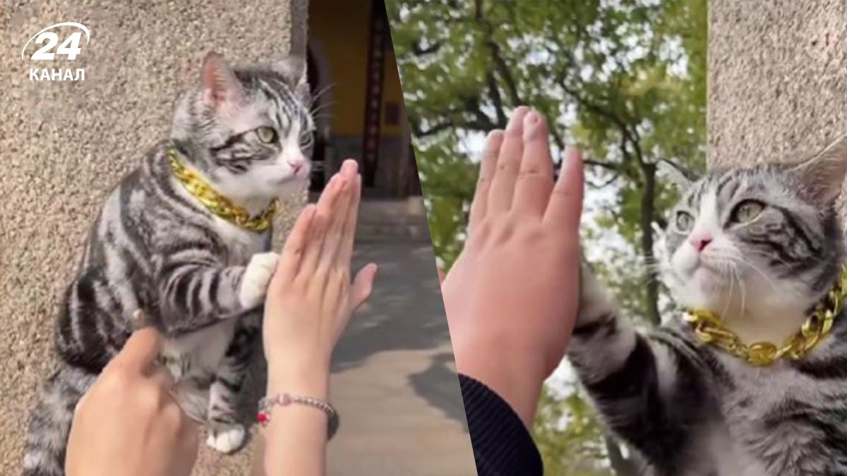 У Китаї кіт став улюбленцем мережі через те, що дає п'ять У Китаї кіт став улюбленцем мережі через те, що дає п'ять