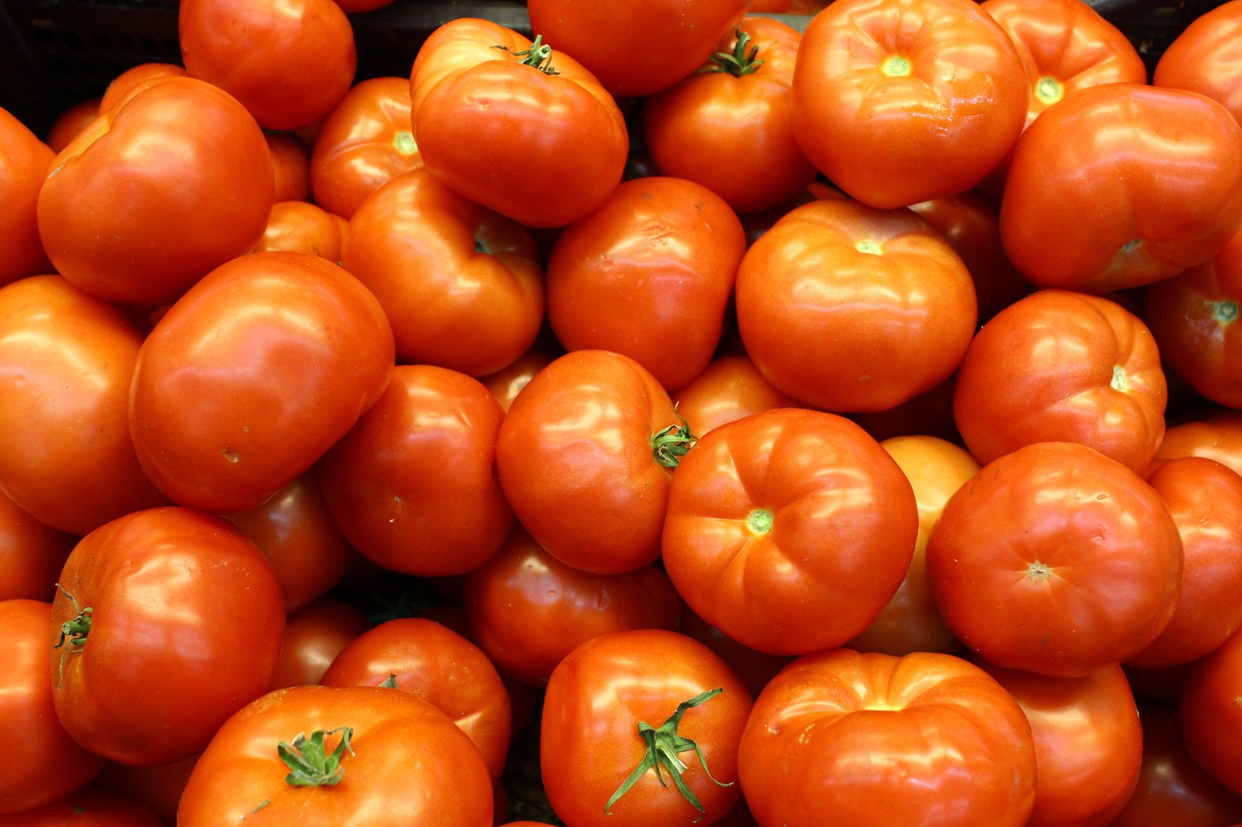 Тепличні помідори дорожчають Тепличні помідори дорожчають