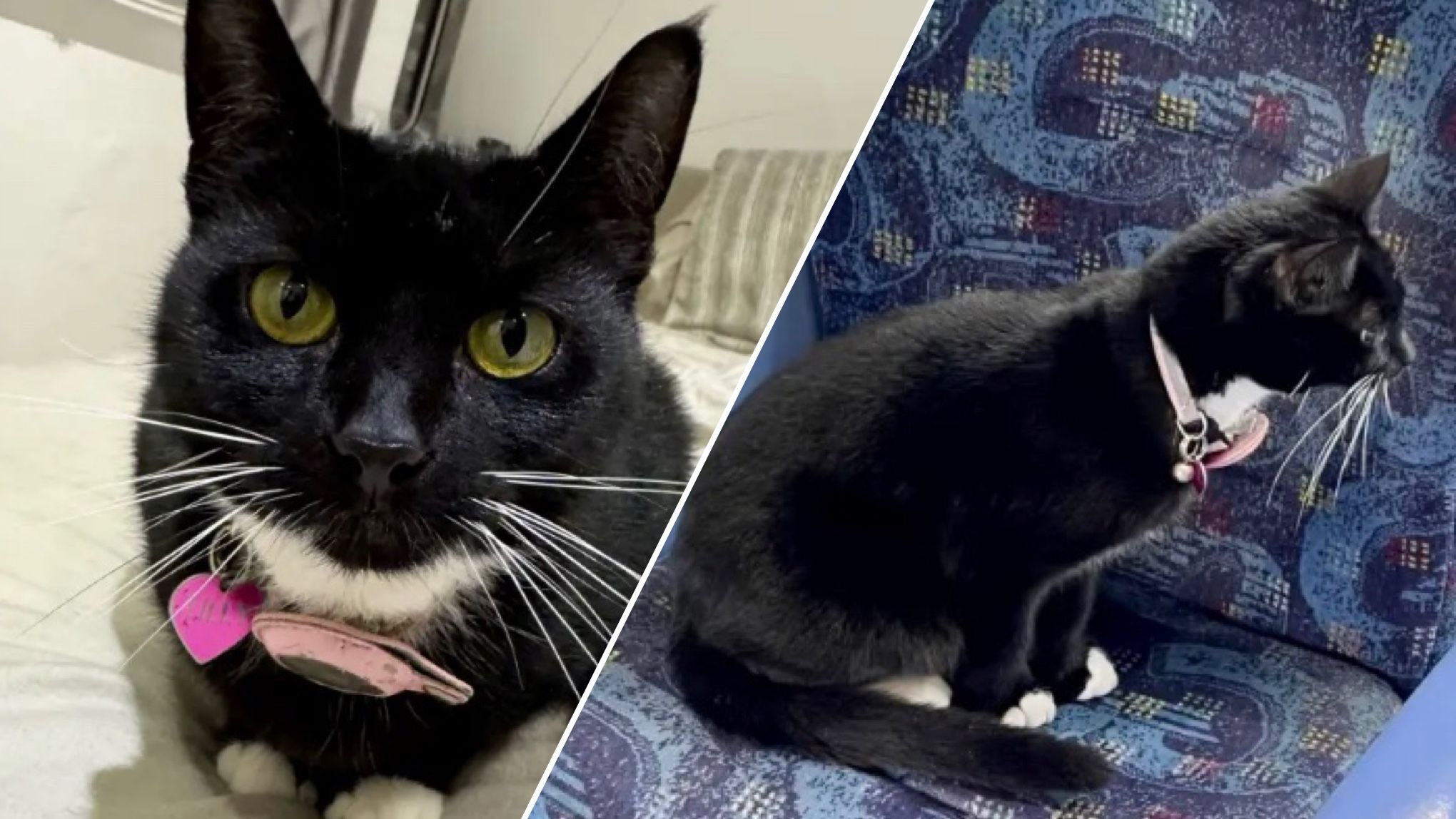 Кошка-экстремалка сбежала из дома и уехала на поезде Кошка-экстремалка сбежала из дома и уехала на поезде