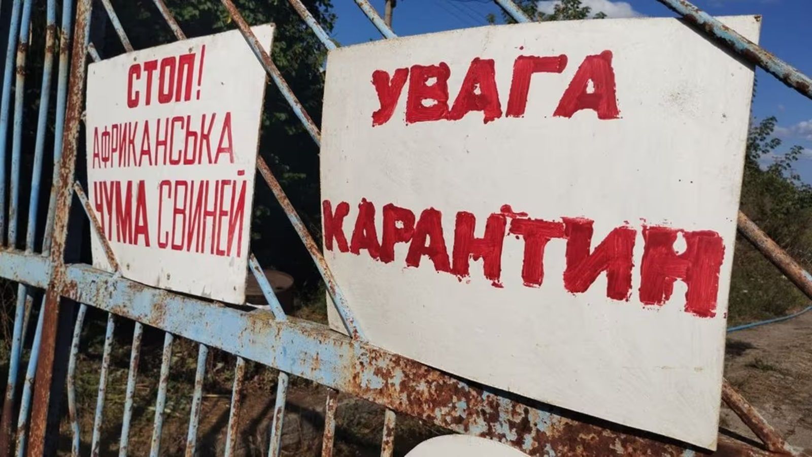 На Львівщині зафіксували спалах Африканської чуми: в області ввели карантин - 24 Канал На Львівщині зафіксували спалах Африканської чуми: в області ввели карантин - 24 Канал