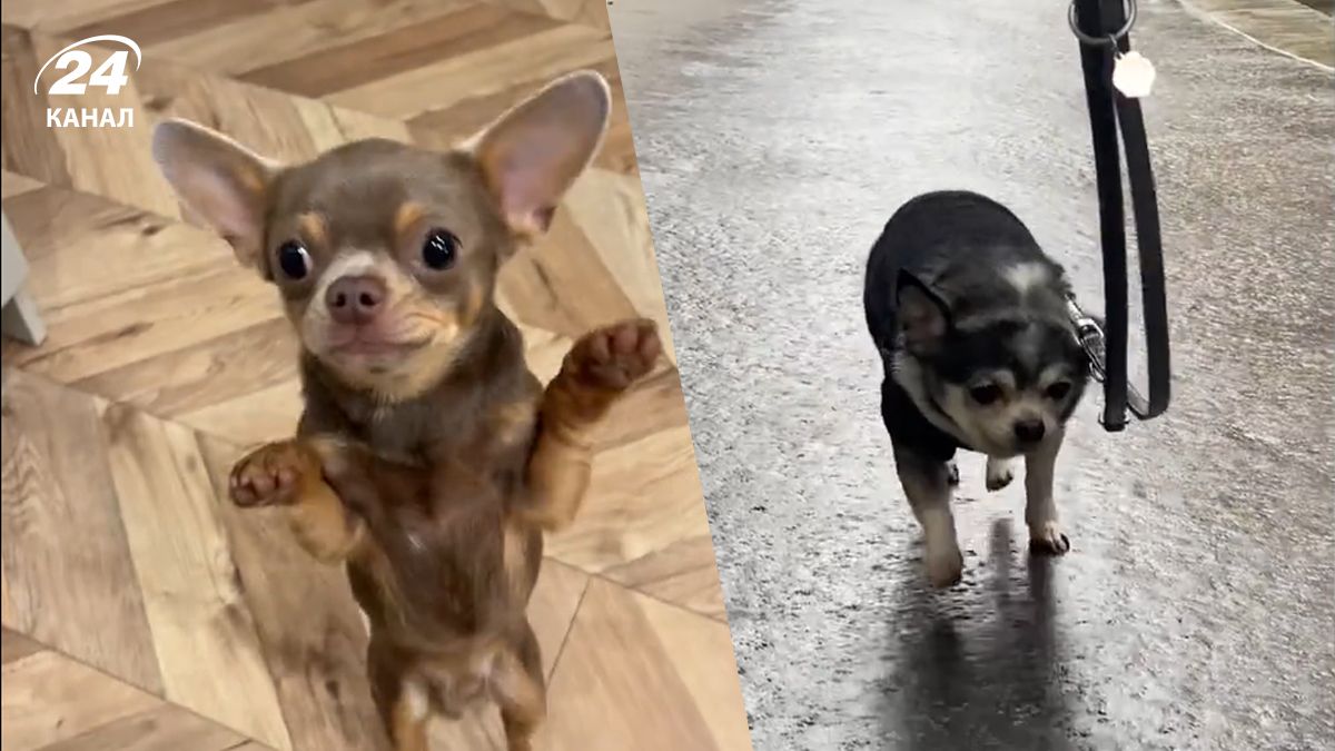 У TikTok завірусилася пісня про гуцулку У TikTok завірусилася пісня про гуцулку