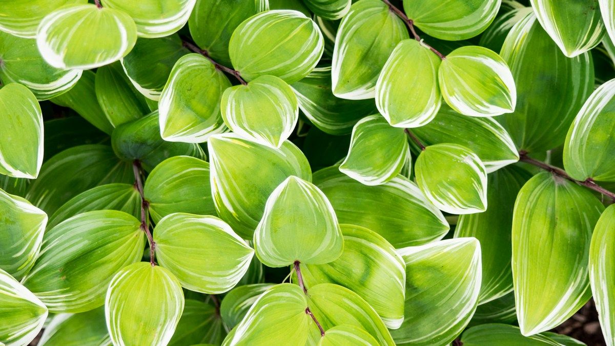 Мікропластик загрожує фотосинтезу - як це вплине на врожай та продовольчу безпеку Мікропластик загрожує фотосинтезу - як це вплине на врожай та продовольчу безпеку