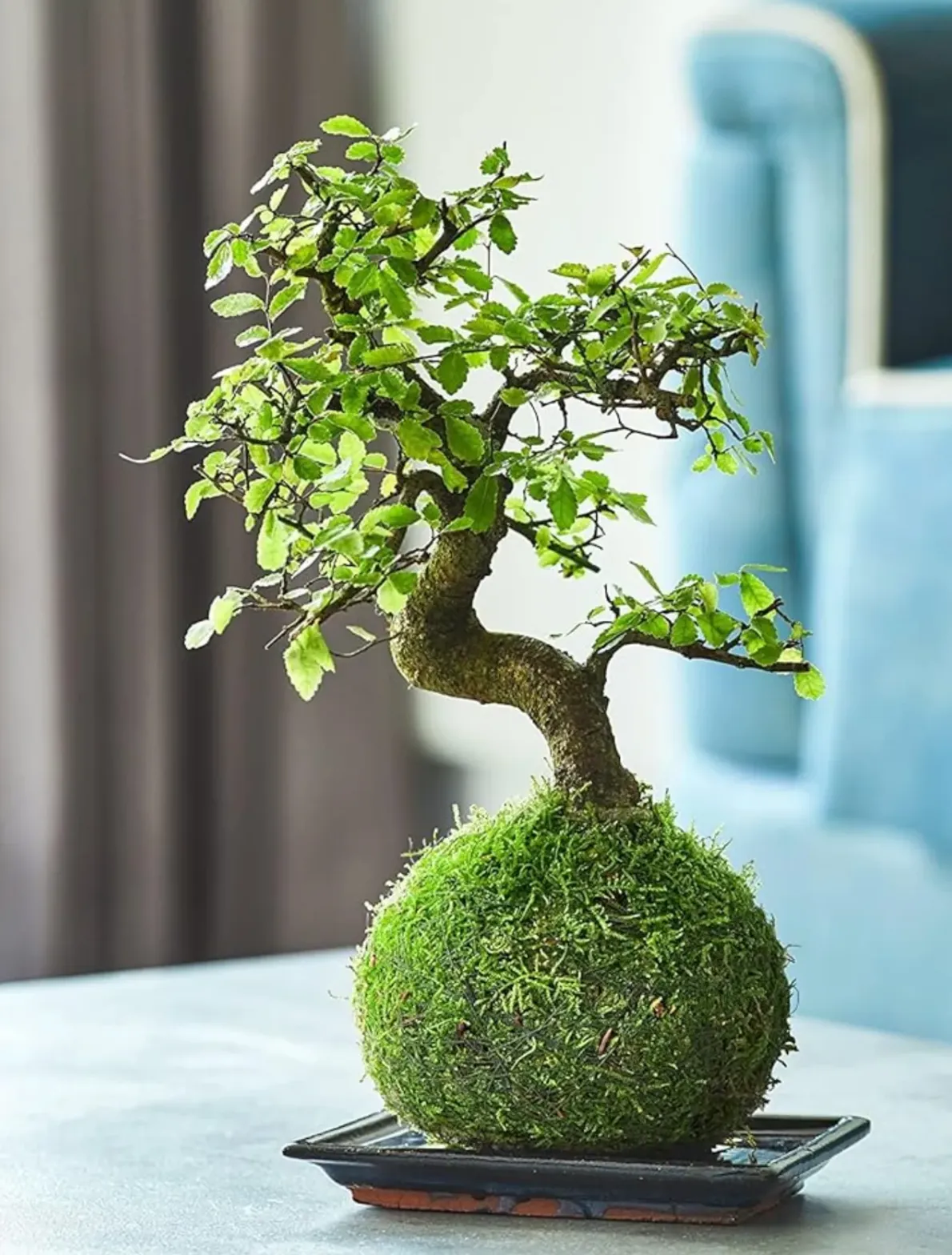 мох в інтер'єрі мох в інтер'єрі