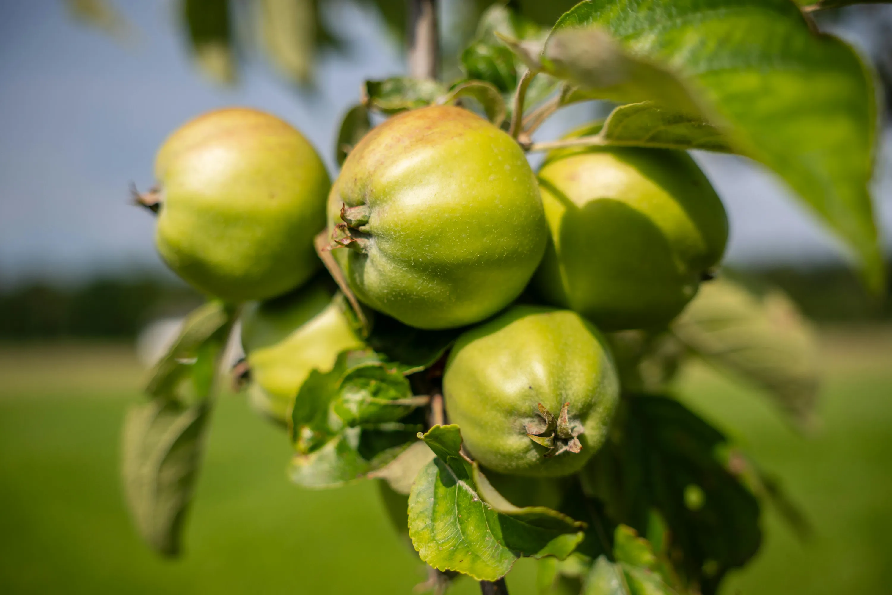Яблуню треба обов'язково підживлювати