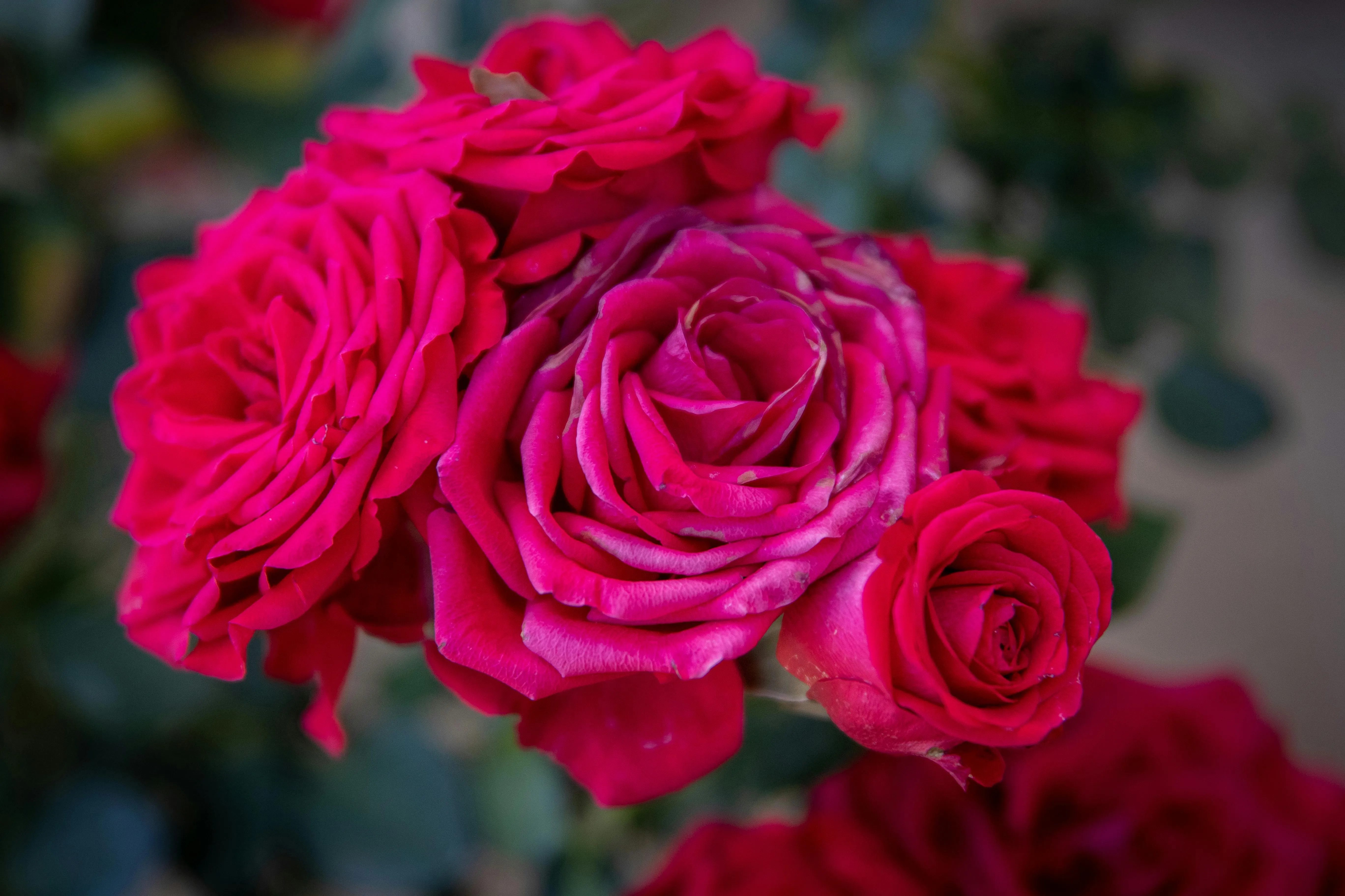 Кущі троянд потребують обрізання Кущі троянд потребують обрізання