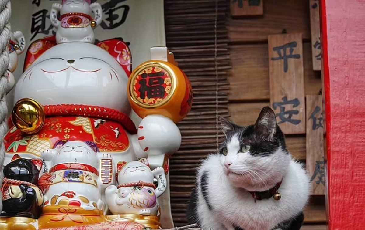 Кошачья деревня на Тайване - как коты спасли от исчезновения тайваньскую деревню - Тренды Кошачья деревня на Тайване - как коты спасли от исчезновения тайваньскую деревню - Тренды