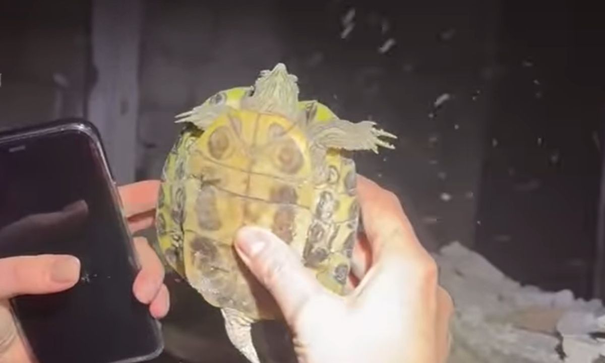 Спасенная черепашка в Запорожье Спасенная черепашка в Запорожье