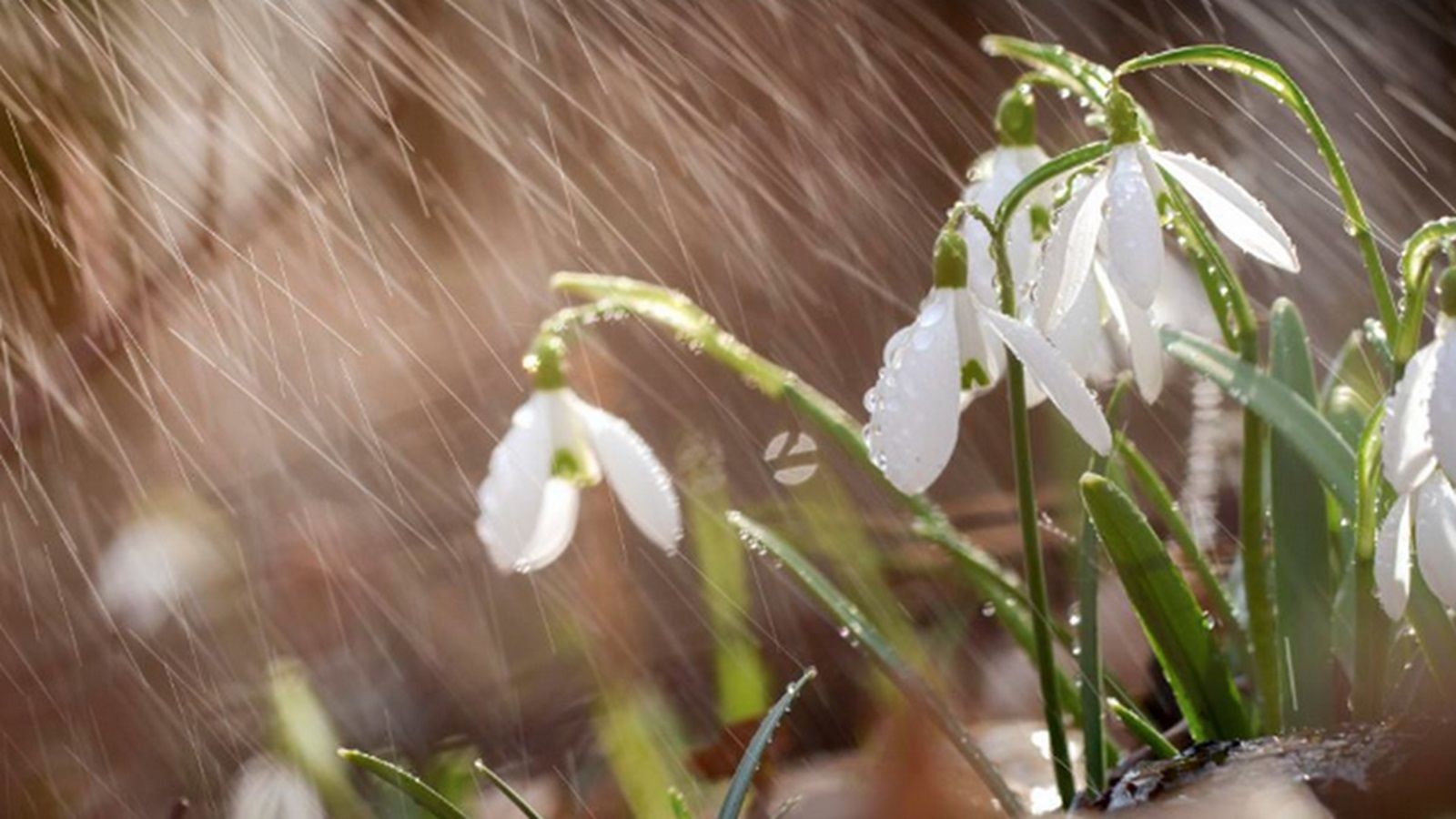 Дожди и сильный ветер: прогноз погоды на 25 марта - 24 Канал Дожди и сильный ветер: прогноз погоды на 25 марта - 24 Канал