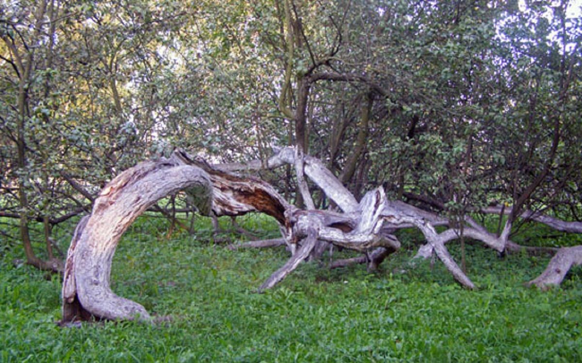 Яблуня у місті Кролевець - в Україні росте найстаріша яблуня у світі - Тренди Яблуня у місті Кролевець - в Україні росте найстаріша яблуня у світі - Тренди