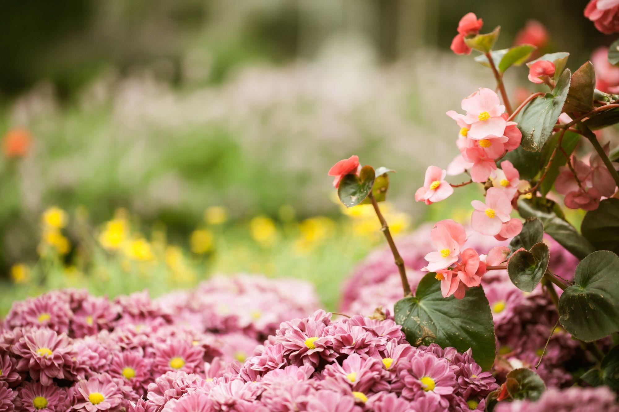 Некоторые растения идеально подходят для новичков Некоторые растения идеально подходят для новичков