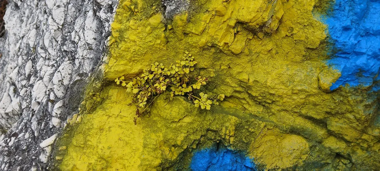 Растения зарисовали красками Растения зарисовали красками