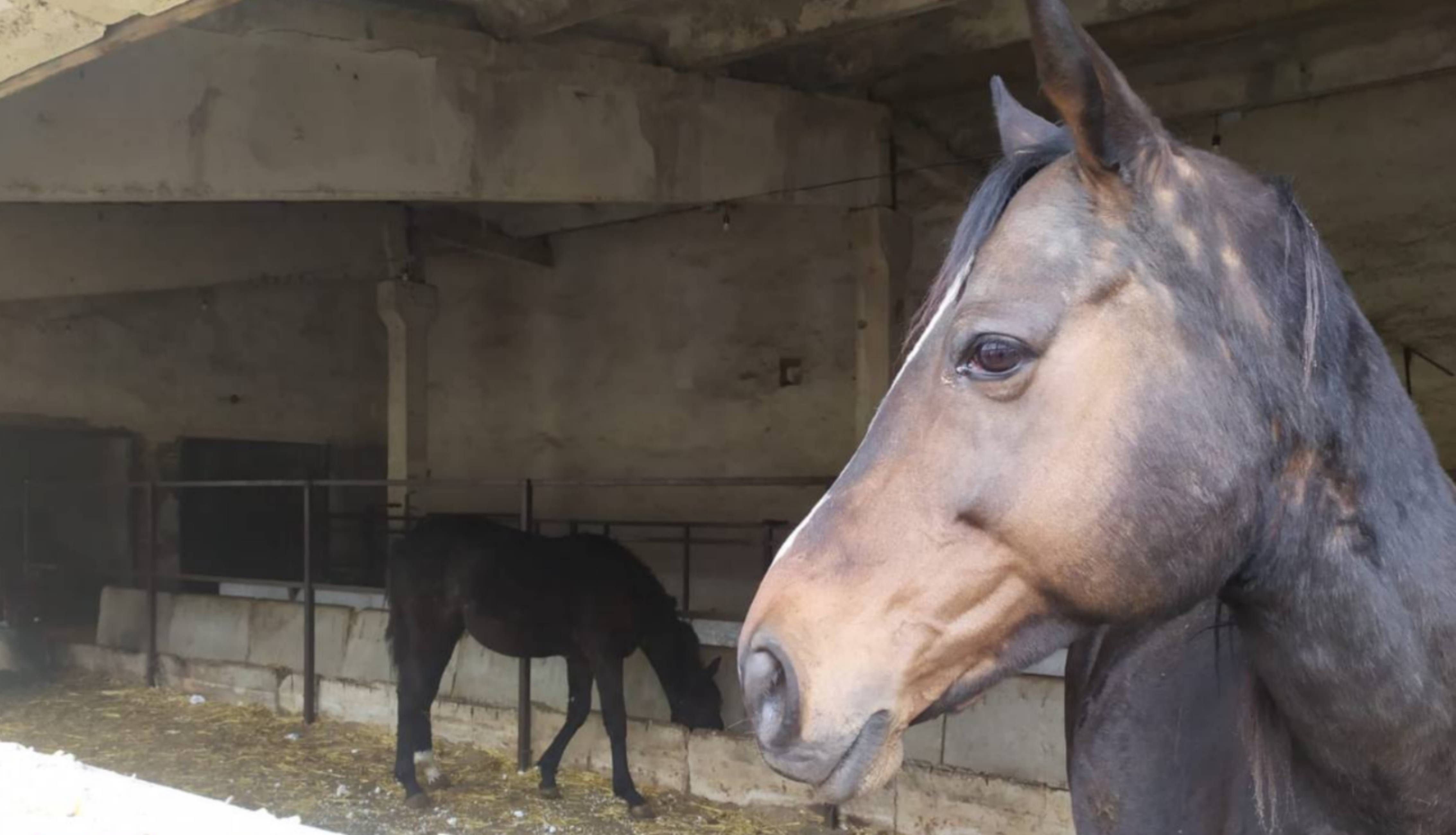 Атака на животных на Харьковщине Атака на животных на Харьковщине