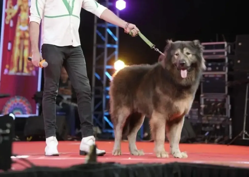 Как выглядит собака Как выглядит собака