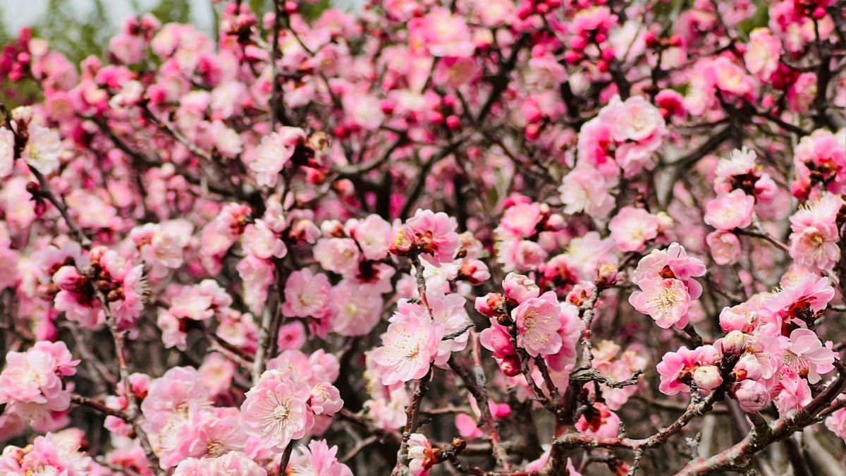 Погода у квітні 2025 року Погода у квітні 2025 року