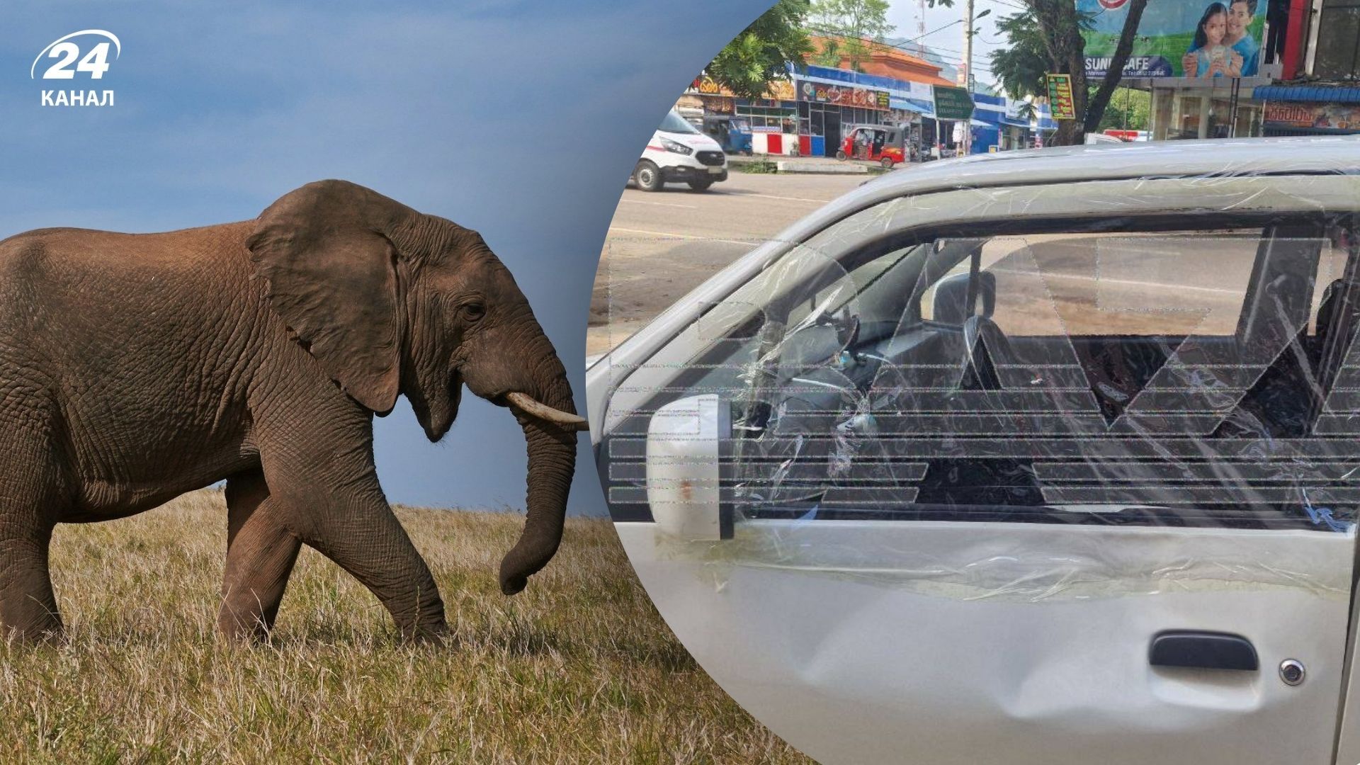 У Шрі-Ланці слон атакував автівку росіянок У Шрі-Ланці слон атакував автівку росіянок
