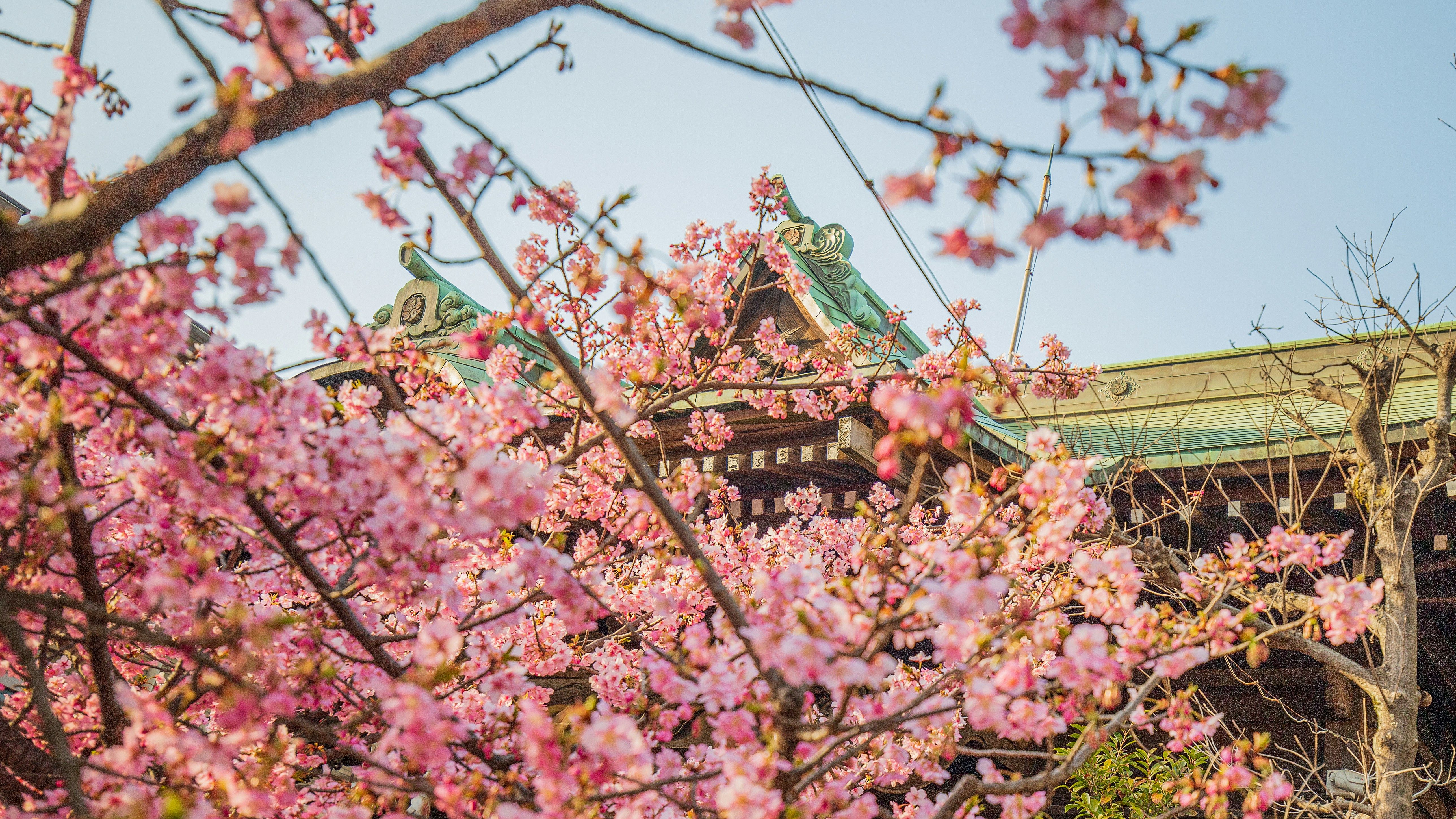 В Ужгороде цветут сакуры - что стоит знать перед поездкой В Ужгороде цветут сакуры - что стоит знать перед поездкой