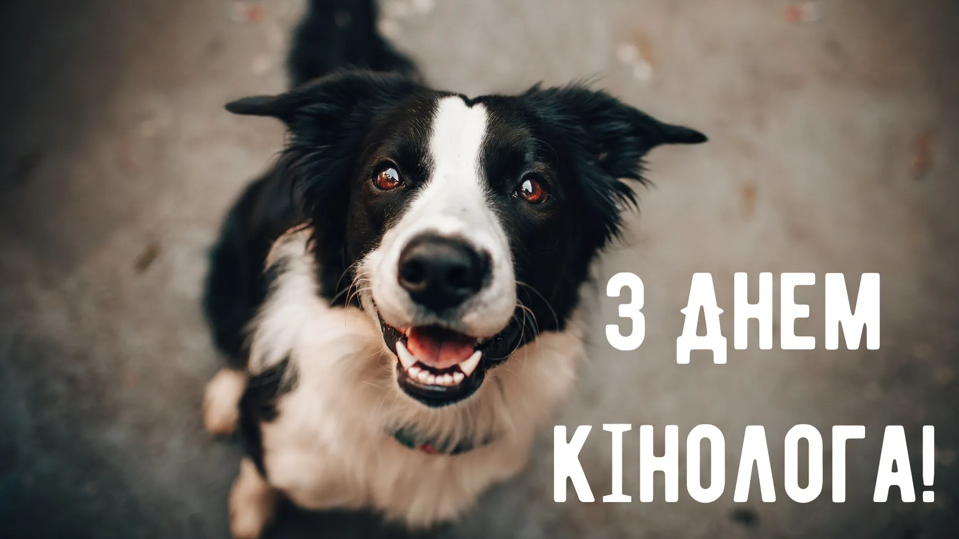 Привітання з Днем кінолога 2025 Привітання з Днем кінолога 2025