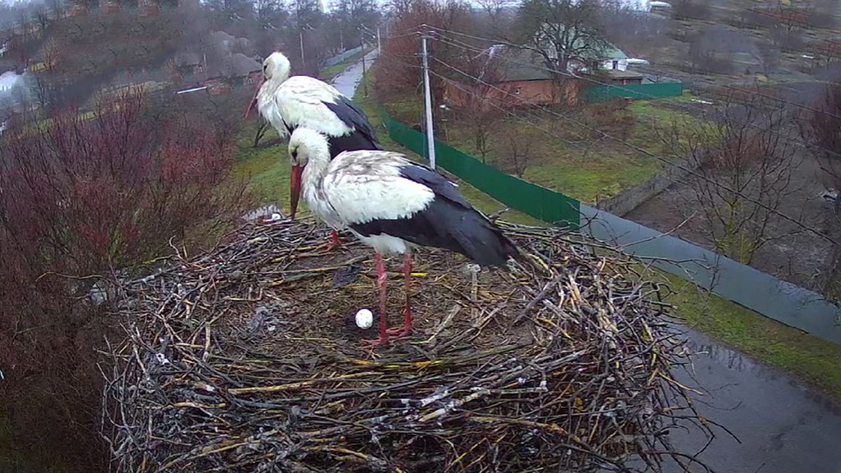 В Полтаве аисты снесли первое яйцо - милое видео В Полтаве аисты снесли первое яйцо - милое видео