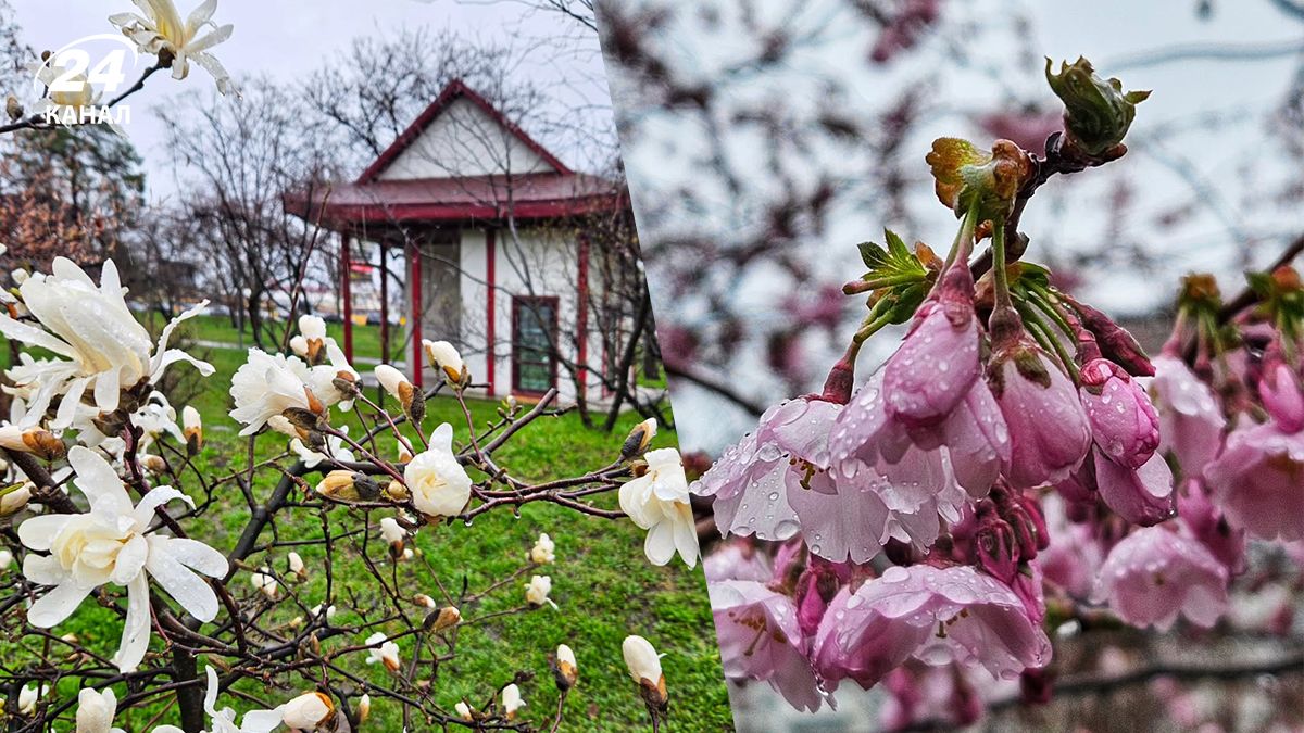 Сакури у Києві - де подивитися на сакури та магнолії у столиці Сакури у Києві - де подивитися на сакури та магнолії у столиці