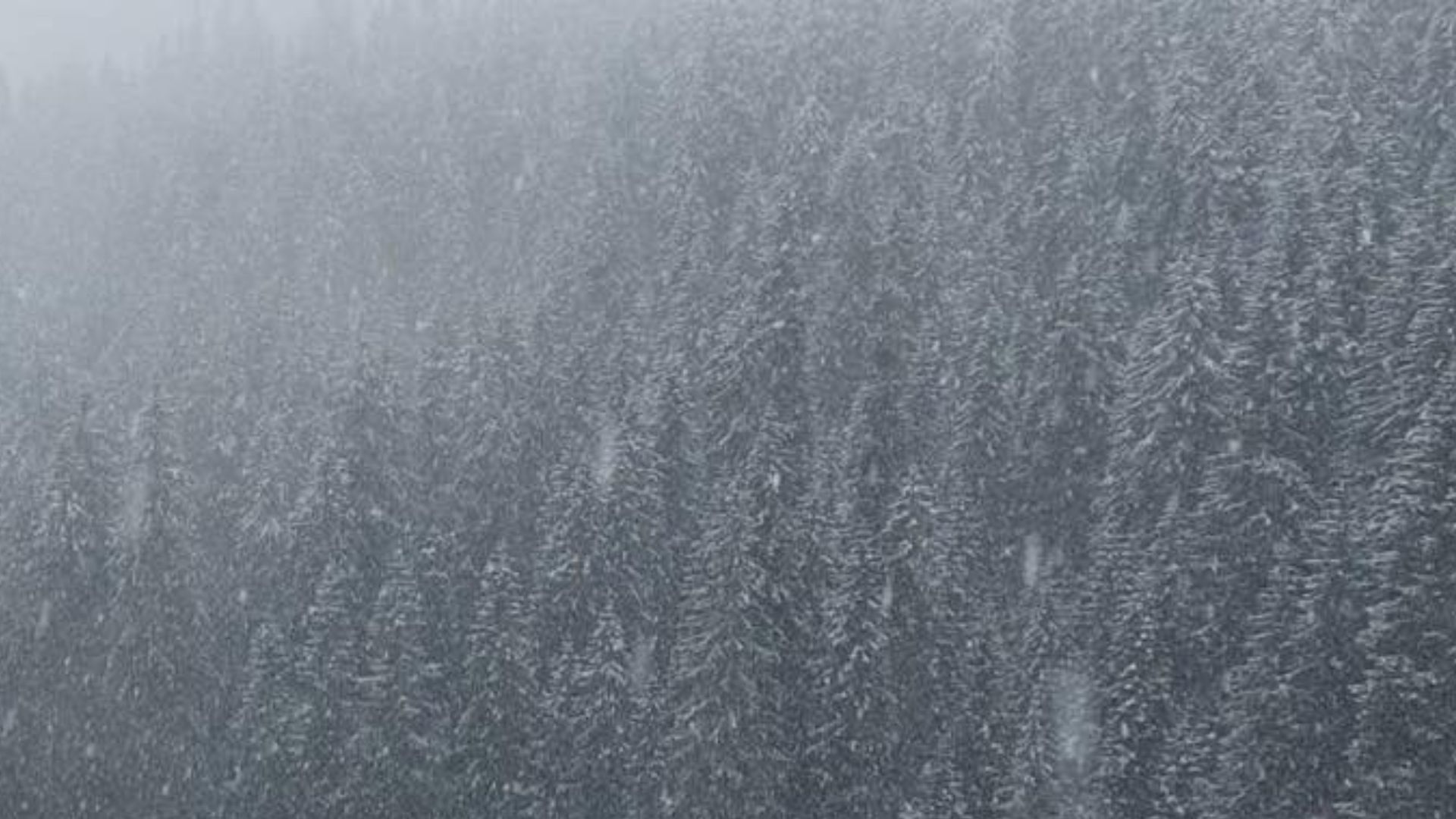 В Карпатах снег В Карпатах снег