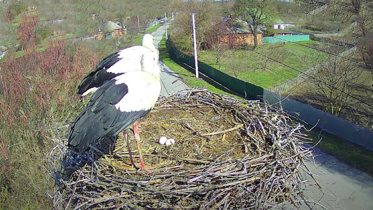 Пара лелек з Полтавщини відклала друге яйце - відео Пара лелек з Полтавщини відклала друге яйце - відео