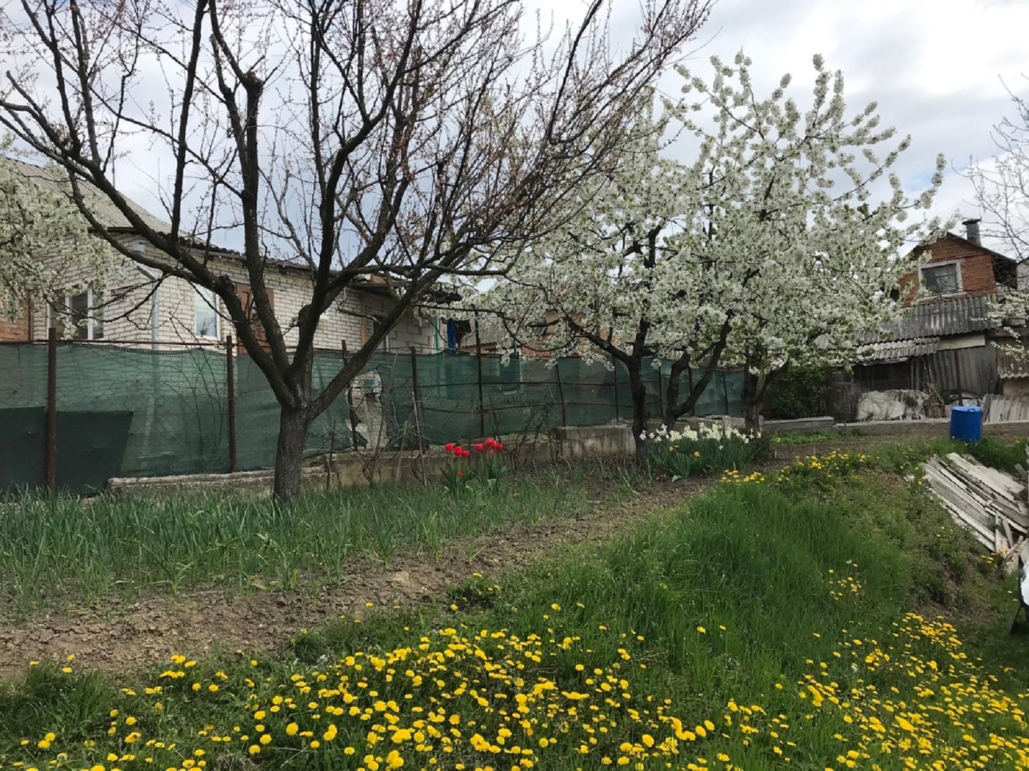 Чи можна обрізати гілки сусідського дерева Чи можна обрізати гілки сусідського дерева