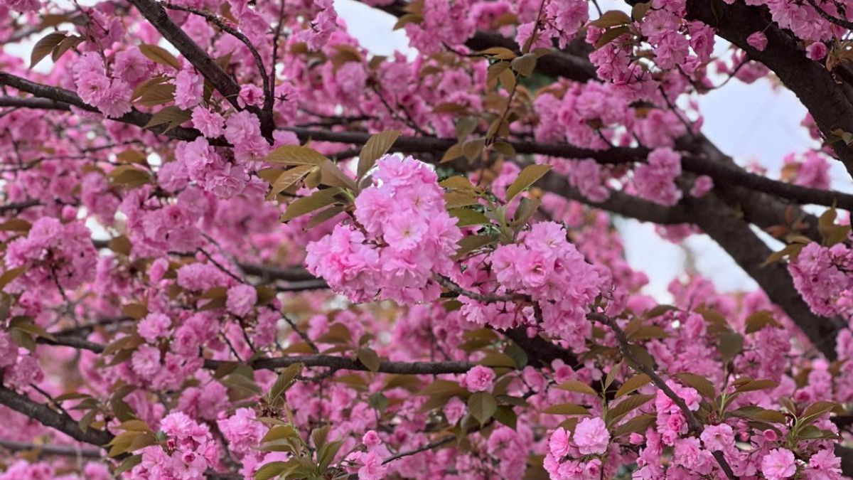 Коли буде потепління в Україні Коли буде потепління в Україні