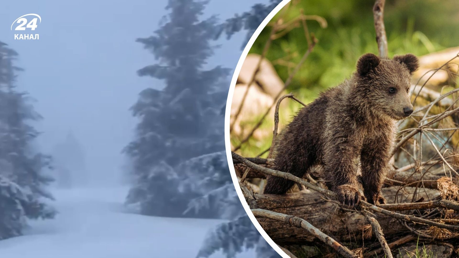 Карпати замело снігом 6 квітня