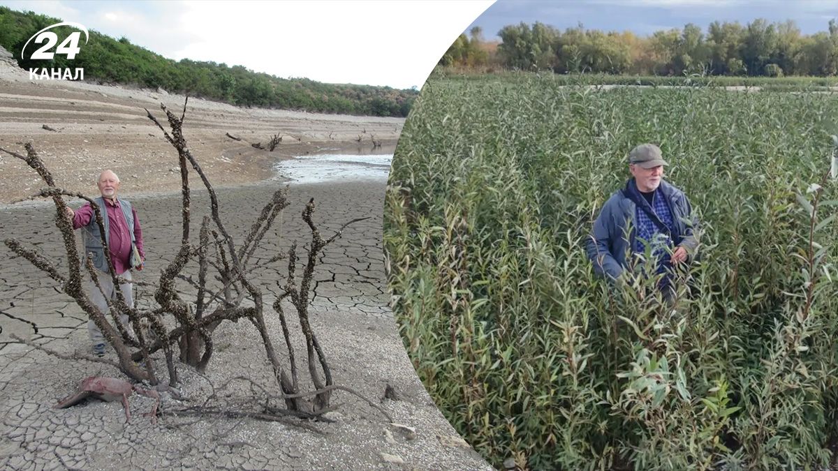 Верба побеждает руины Верба побеждает руины