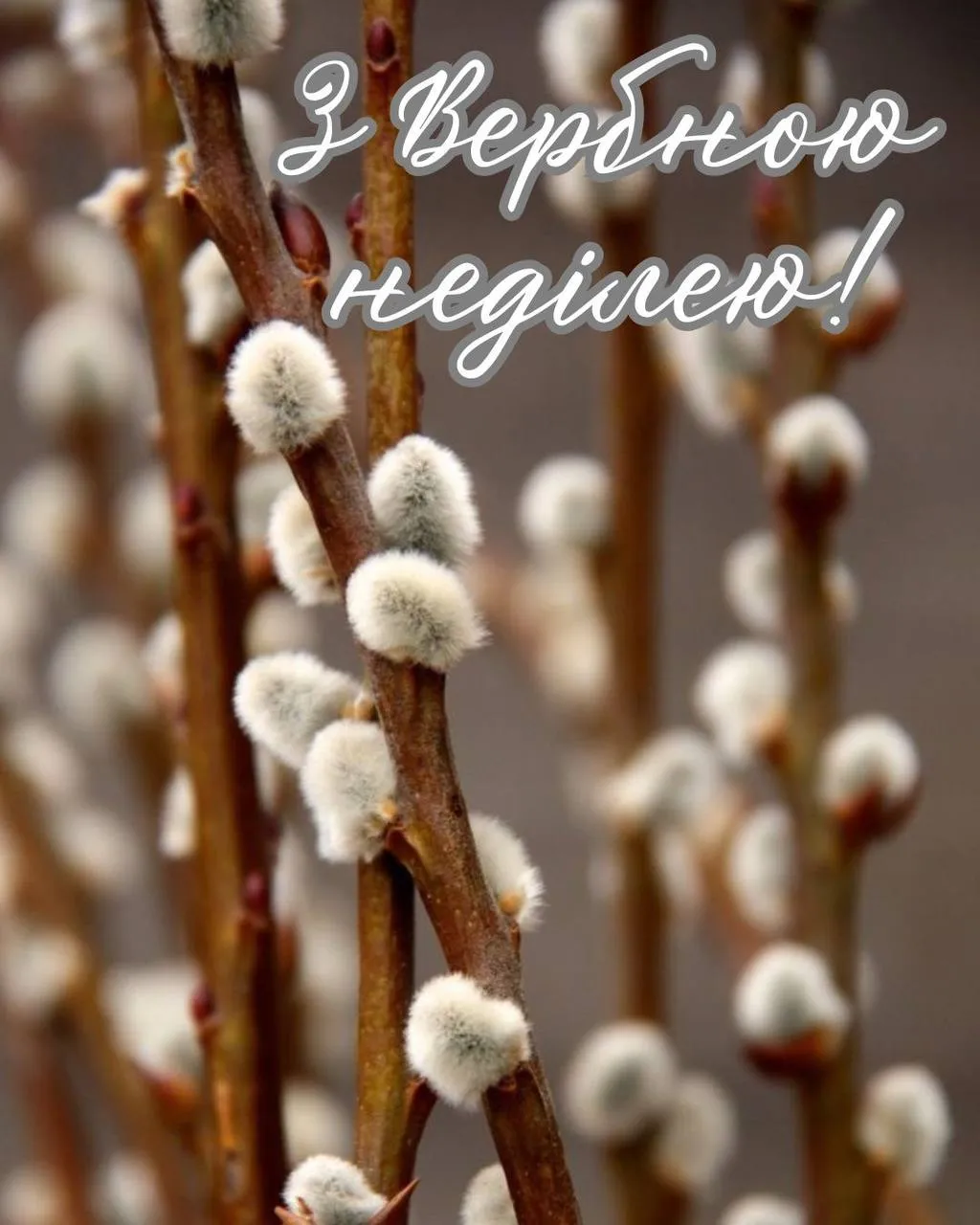 Привітання з Вербною неділею 2025 Привітання з Вербною неділею 2025