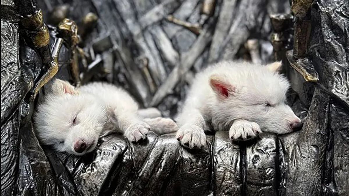 Науковці воскресили вимерлого лютововка, який зник 13 тисяч років тому Науковці воскресили вимерлого лютововка, який зник 13 тисяч років тому