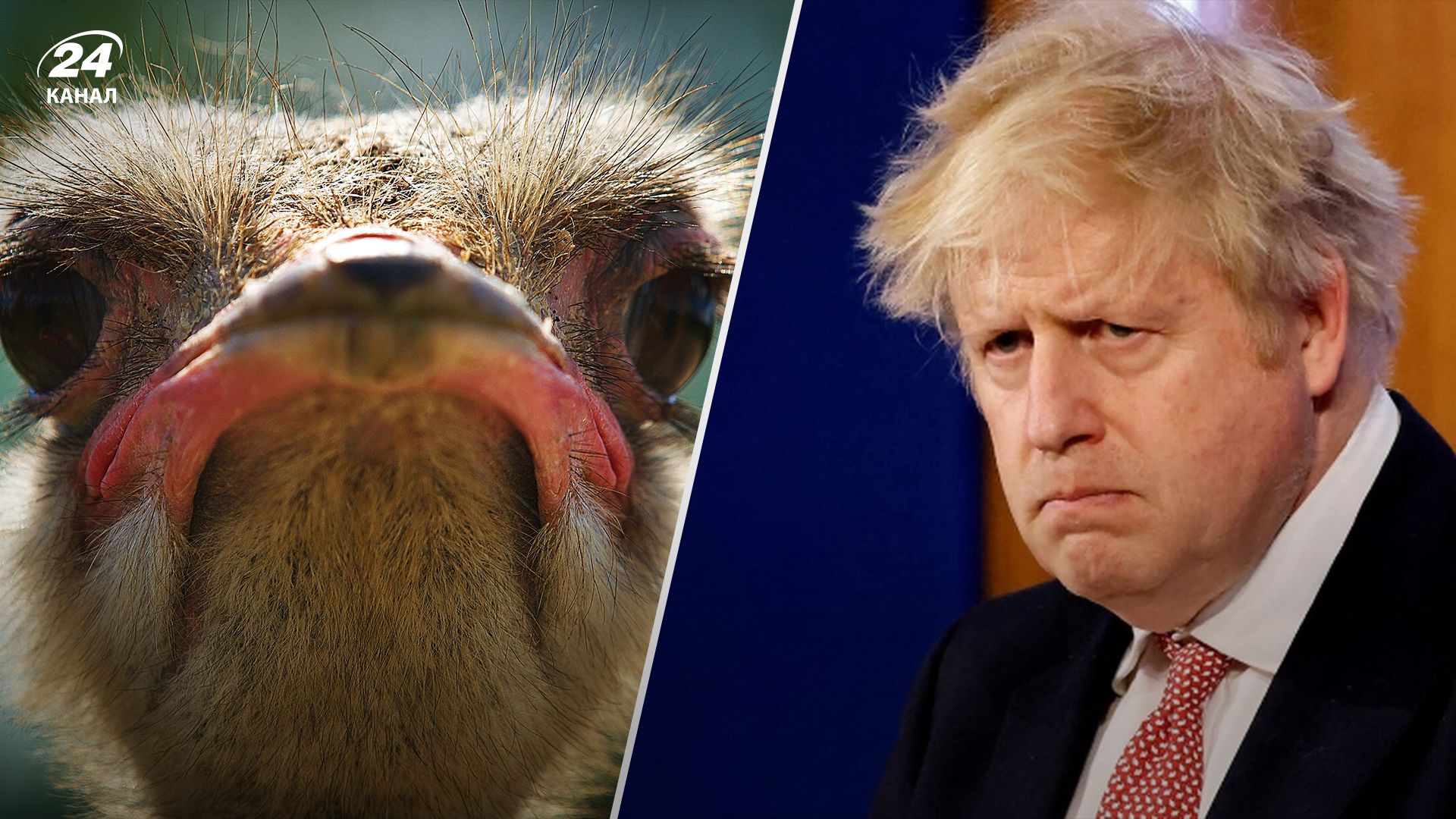 Страус напав на Бориса Джонсона – кумедне відео Страус напав на Бориса Джонсона – кумедне відео