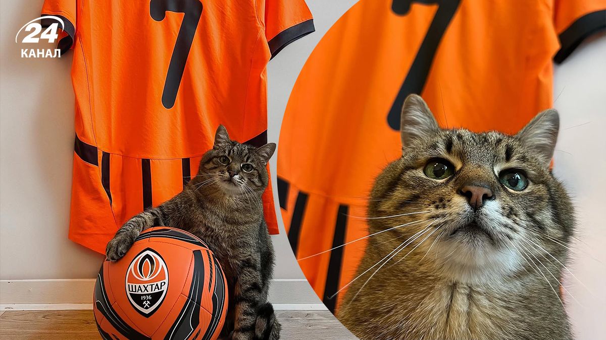 Кот Степан присоединился к ФК Шахтер и объявил сбор для ВСУ Кот Степан присоединился к ФК Шахтер и объявил сбор для ВСУ