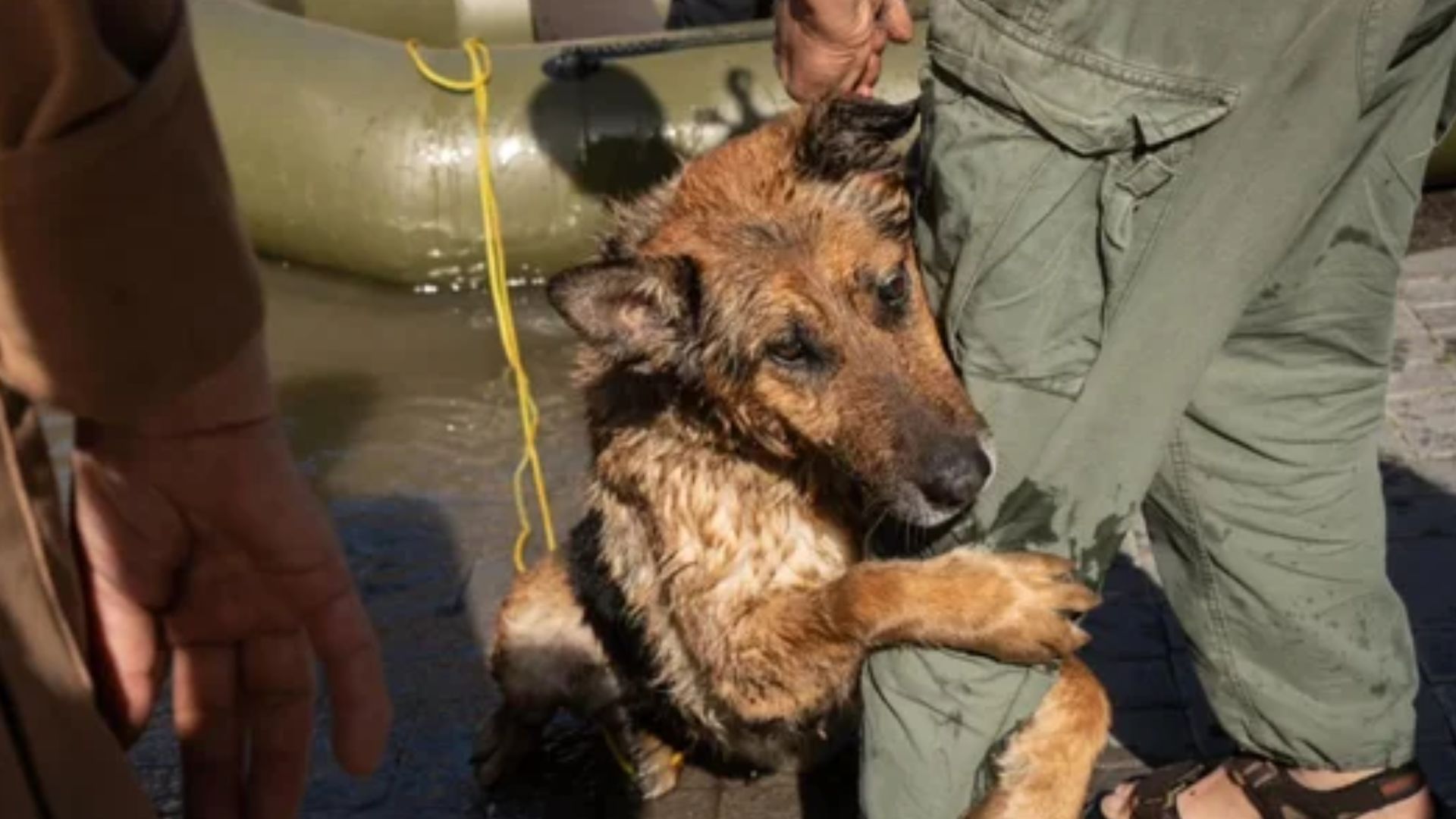 Вівчарку Багіру рятують від затоплення Вівчарку Багіру рятують від затоплення
