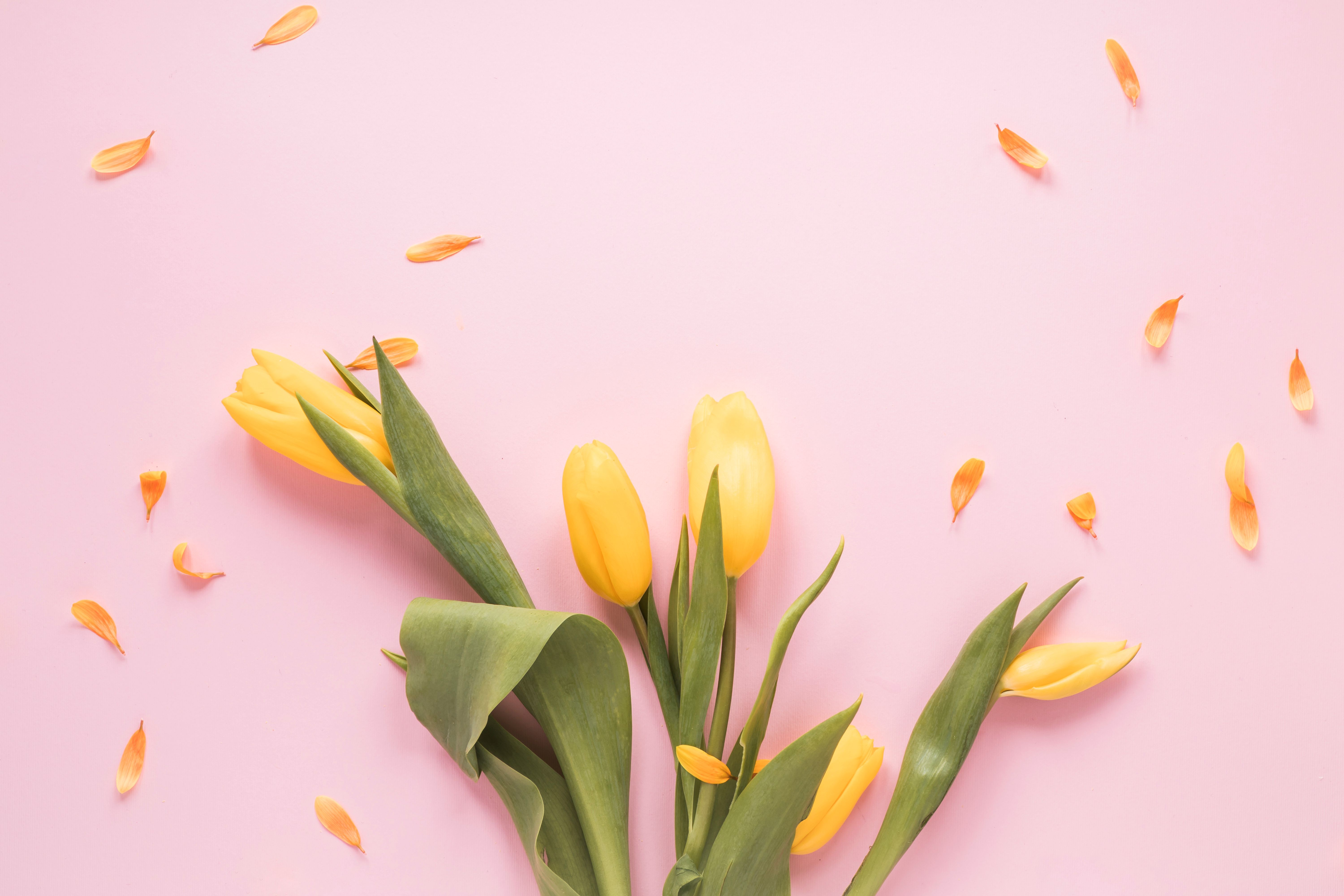 Тюльпани Тюльпани