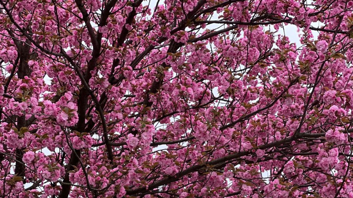 Потепління в Україні Потепління в Україні