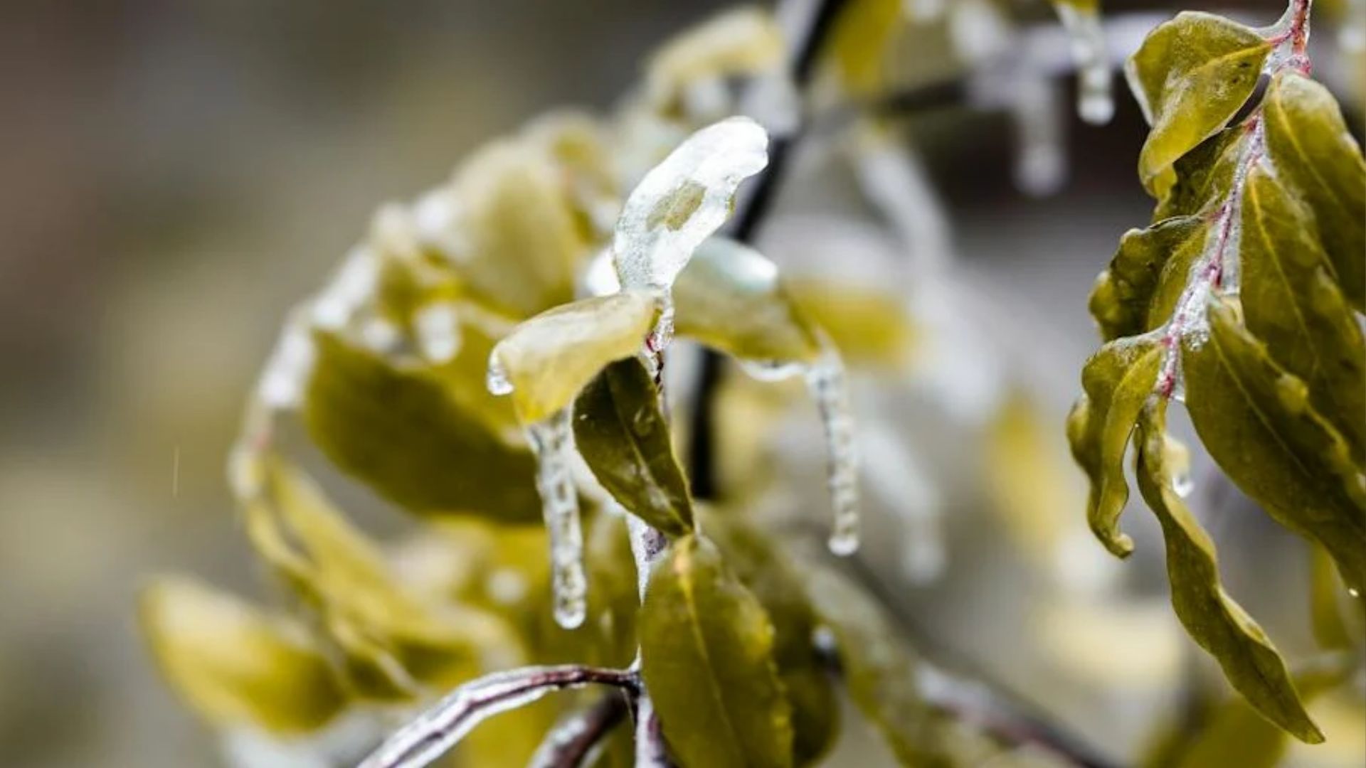 В Украине снова ожидают заморозки и снег В Украине снова ожидают заморозки и снег