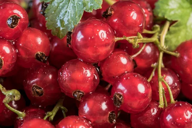 Красная смородина Красная смородина