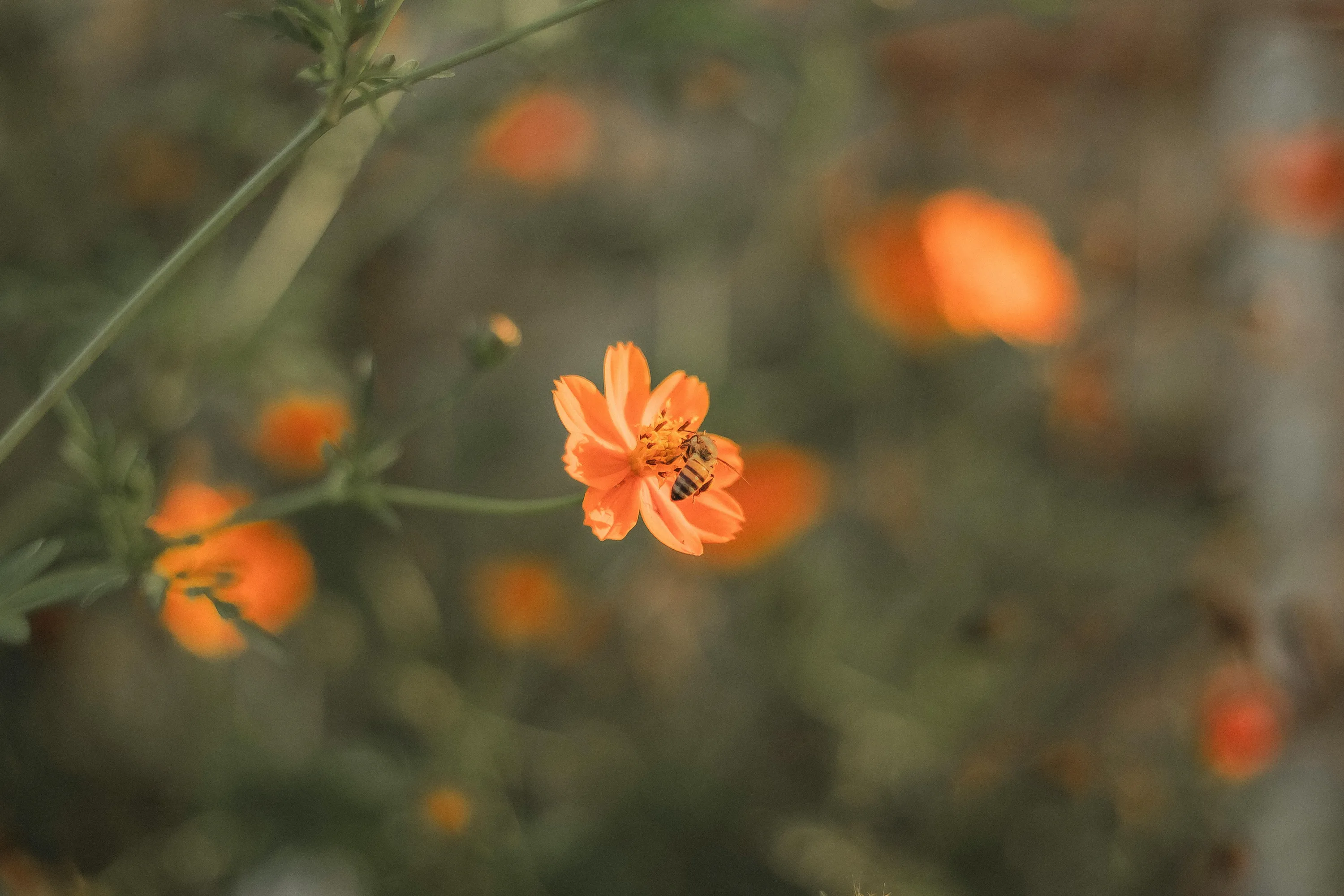 Не всі рослини можна садити біля дому