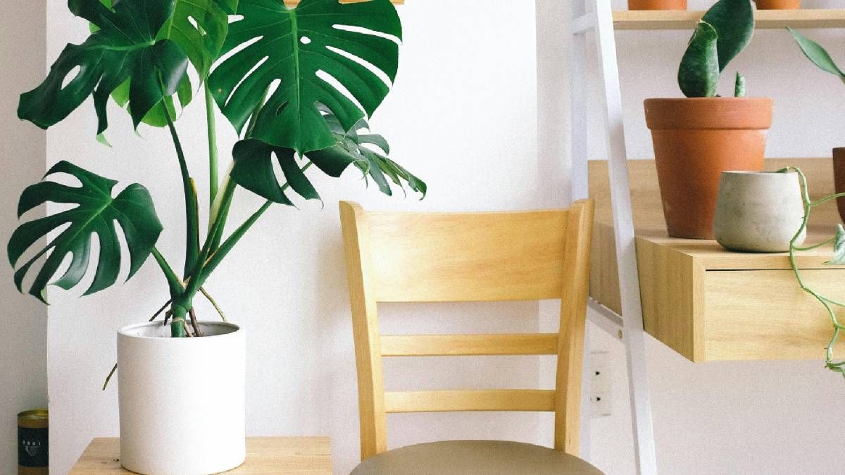 6 міфів про кімнатні рослини, в які не варто вірити 6 міфів про кімнатні рослини, в які не варто вірити